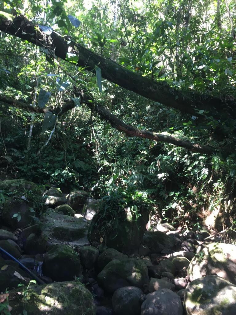 Green Mountain And Lodge Turrialba Exterior foto